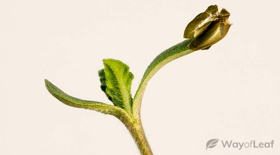 most-challenging-cannabis-strains