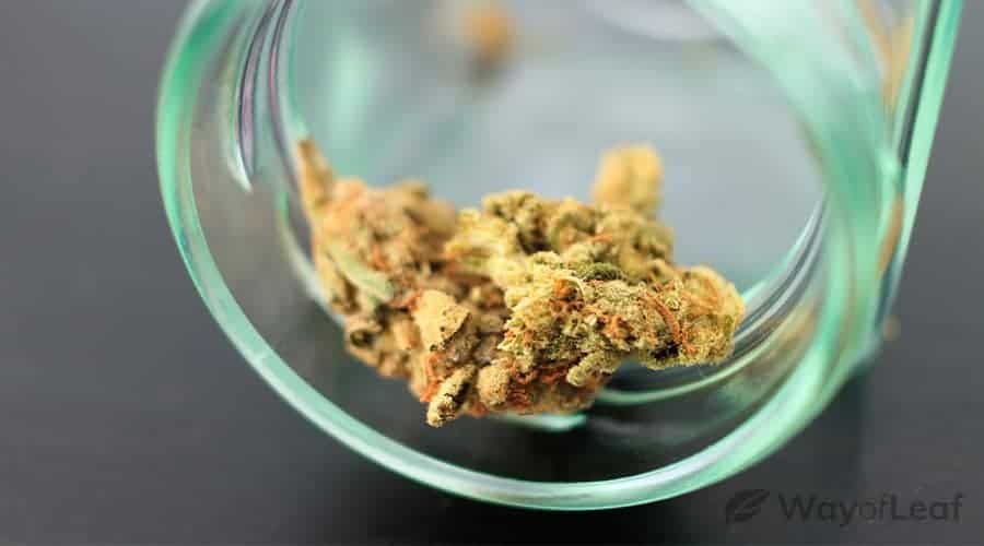 what-cannabis-strains-smell-like-citrus