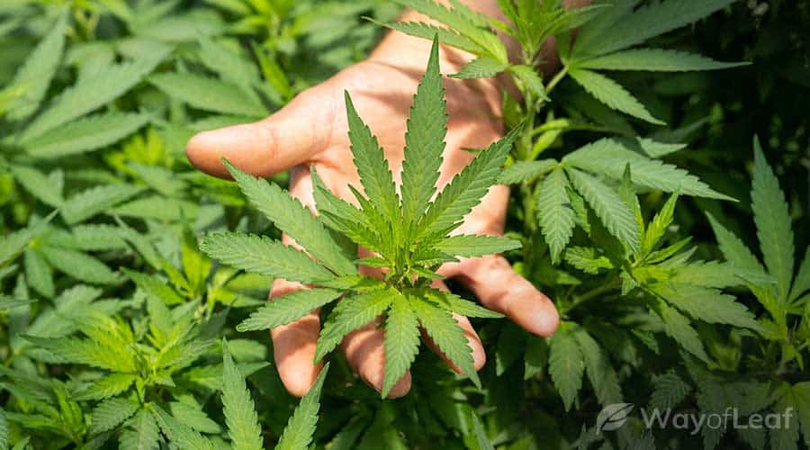 the-cannabis-is-beckoning-me