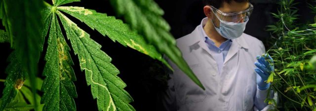 Bacillus Thuringiensis: Can It Help Your Marijuana Plants?