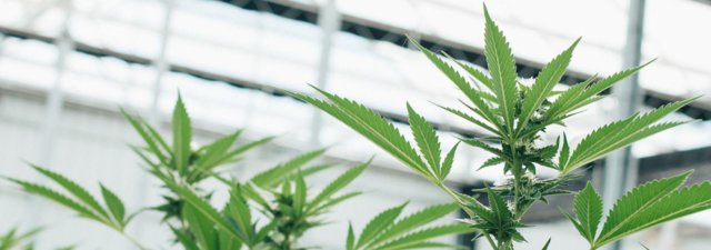 Budget Buds: Grow Weed Indoors for Less Than $200!