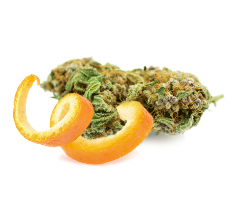 Citral Skunk Strain (Cannabis Strain Review)