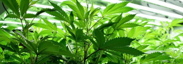 The Definitive Guide to Cannabis Container Gardening