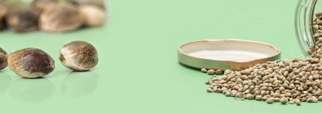 How to Properly Store and Preserve Cannabis Seeds [Explained]