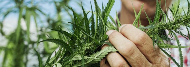 If You Find Marijuana Growing Naturally… Here’s What to Do