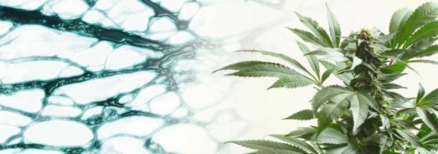 What Are Biofilms? [And Can They Help Cannabis Growers?]