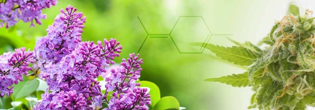 What Is Terpinolene? [Cannabis Terpene Guide]