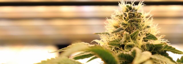 What Is Vertical Cannabis Growing? – Innovative Method EXPLAINED