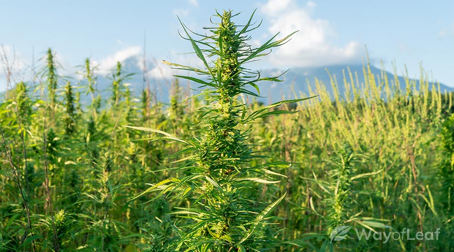 where-does-cannabis-grow-naturally