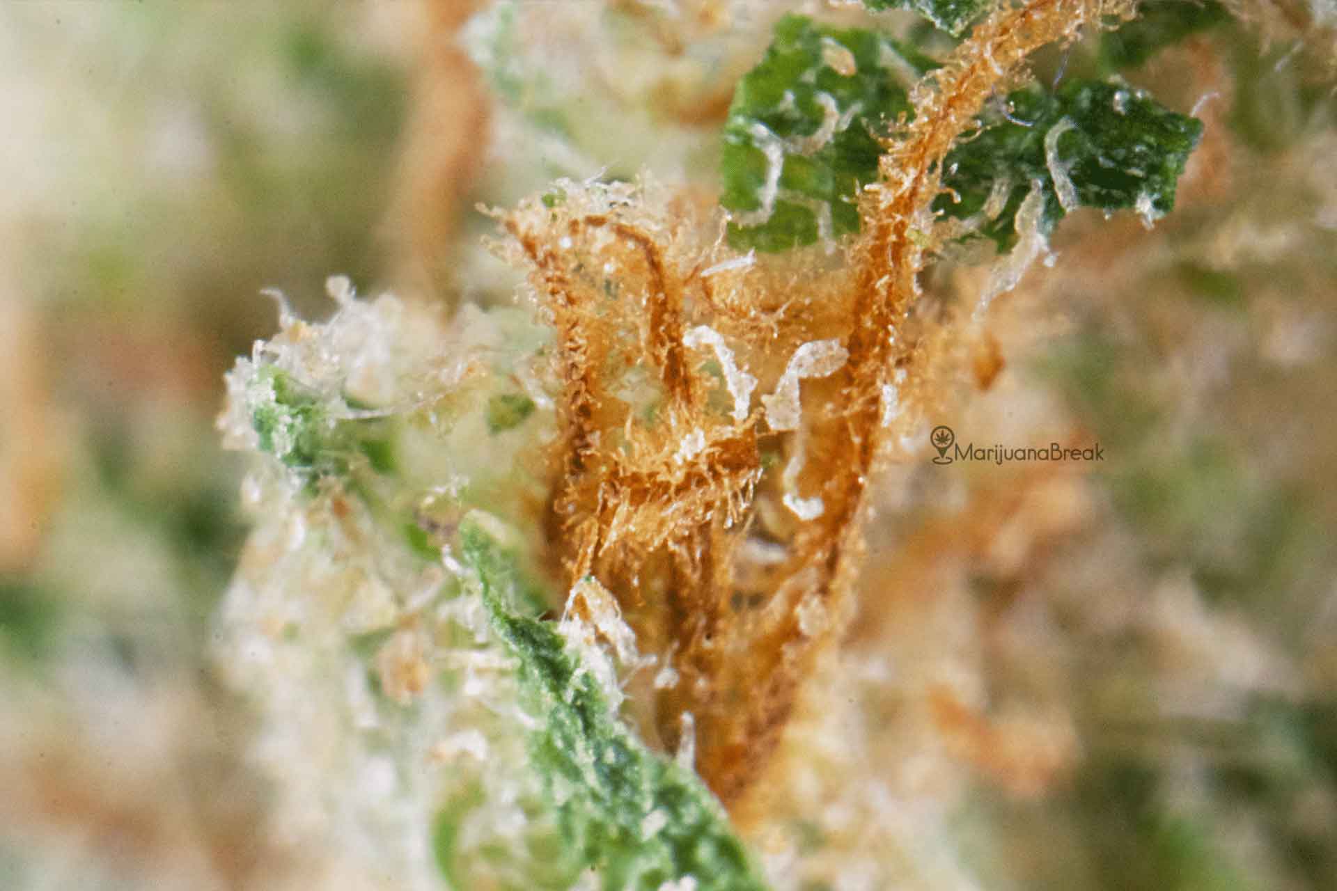 jack herer macro marijuana