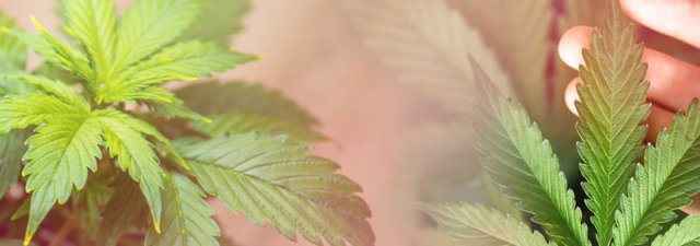 5 Award-Winning Marijuana Strains [The Best of the Best]