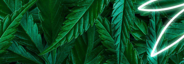 5 Best Strains for Creativity [Marijuana for Artists]