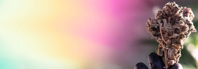 5 Best Cannabis Strains with Psychedelic Effects