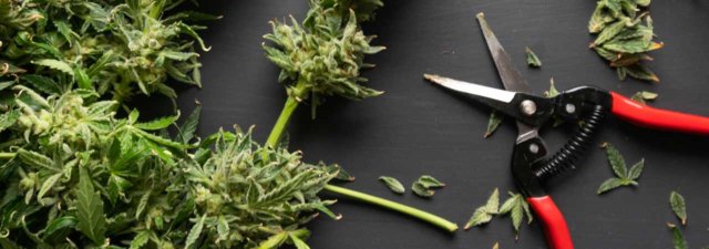 5 Ingenious Ways to Use Marijuana Trim [Don’t Let It Go to Waste]