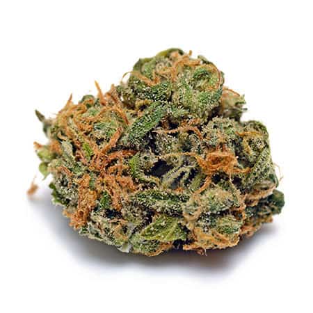 Chocolate Thai | Cannabis Strain Review