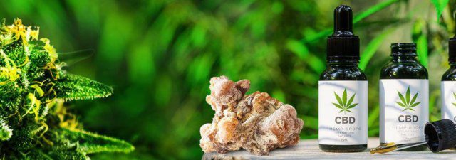 Copaiba vs. CBD: Which Is Best for What?