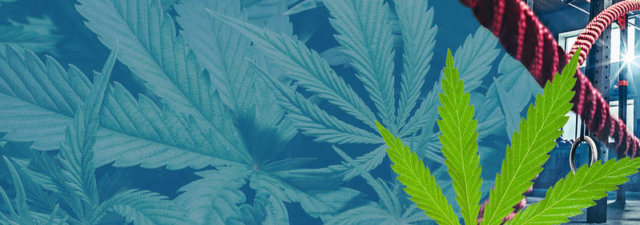Marijuana and Working Out [Does It Harm or Help?]