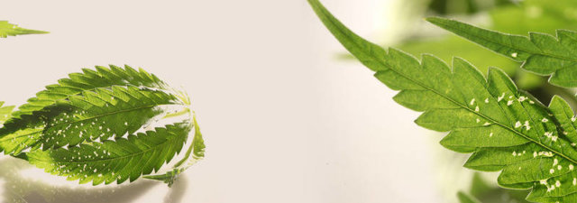 Pesticides on Your Weed: Should You Be Concerned?