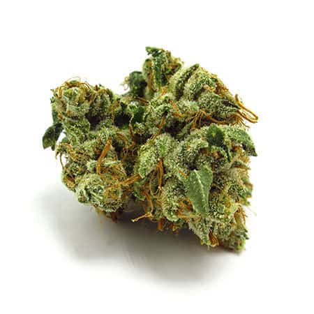 Pitbull Strain | Cannabis Strain Review