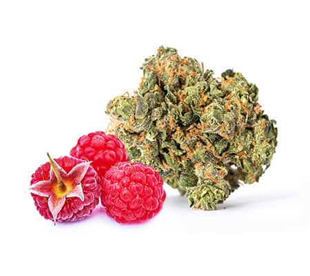 Raspberry Kush Strain [Origins, Benefits, Potency]