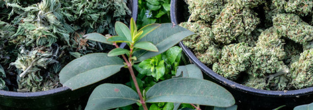 Shake and Trim: The Difference Between These Types of Weed