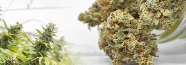 The 5 Best Cannabis Strains to Grow in Small Spaces