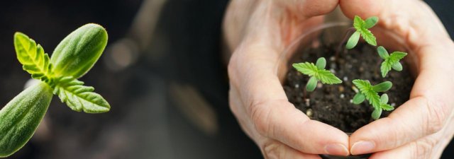 Toughen Up Your Marijuana Seedlings – How-To Guide