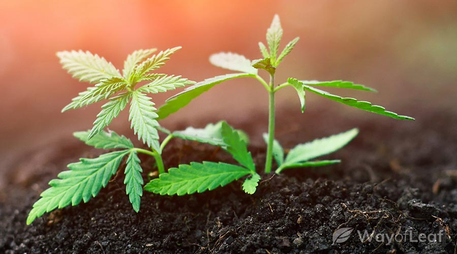 marijuana-seedlings