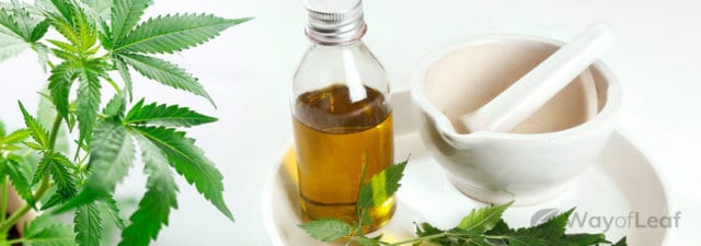 How to Use Neem Oil for Cannabis Plants [Organic Pest Control]