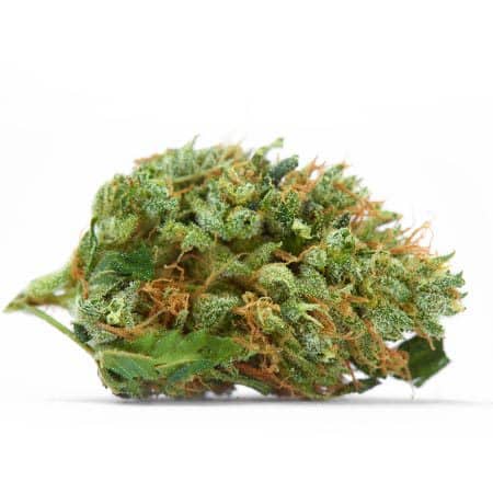 Anesthesia Cannabis Strain Review