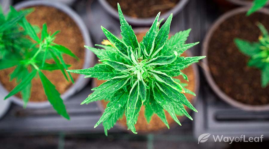 cannabis-plant-physiology