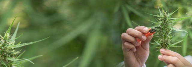 What Is Marijuana Super Cropping? [Increase Yield and Potency]