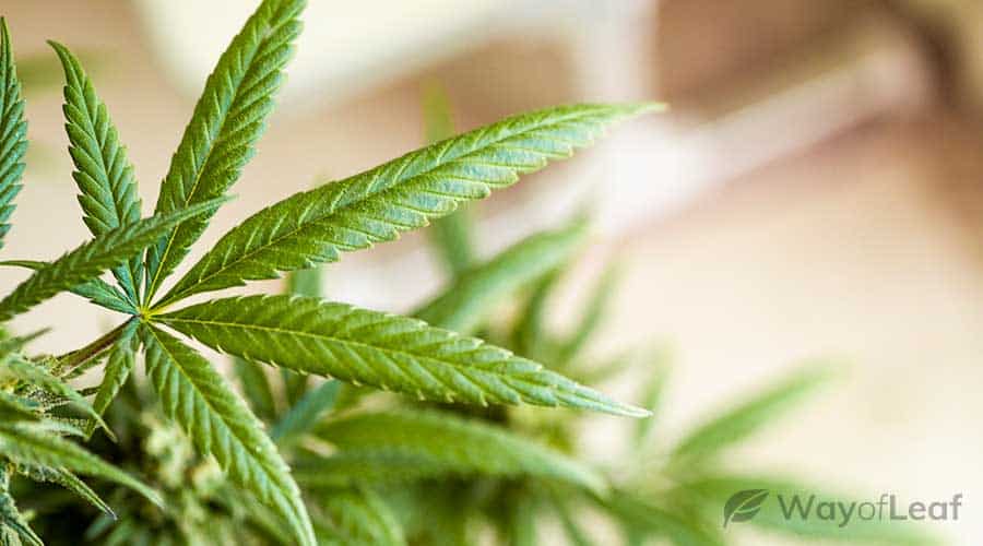 blue-heaven-strain-grow