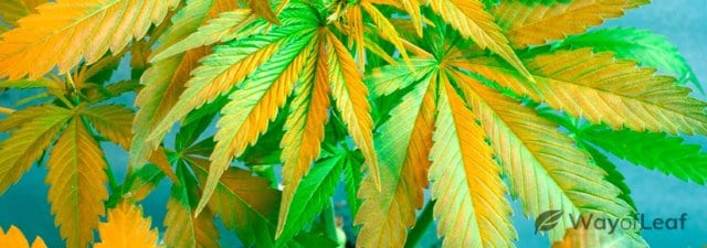 Why Are My Cannabis Leaves Turning Yellow? [Explained]