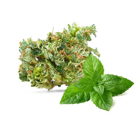 Animal Mints Strain [Origins, Benefits, Potency, and More!]