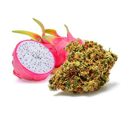 Dragon Fruit Strain (Full Review)