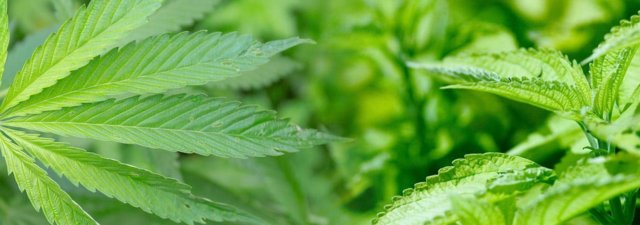 The Best Companion Plants for Your Cannabis Garden [Revealed]