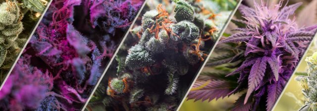 5 Best Cannabis Strains with Euphoric Effects
