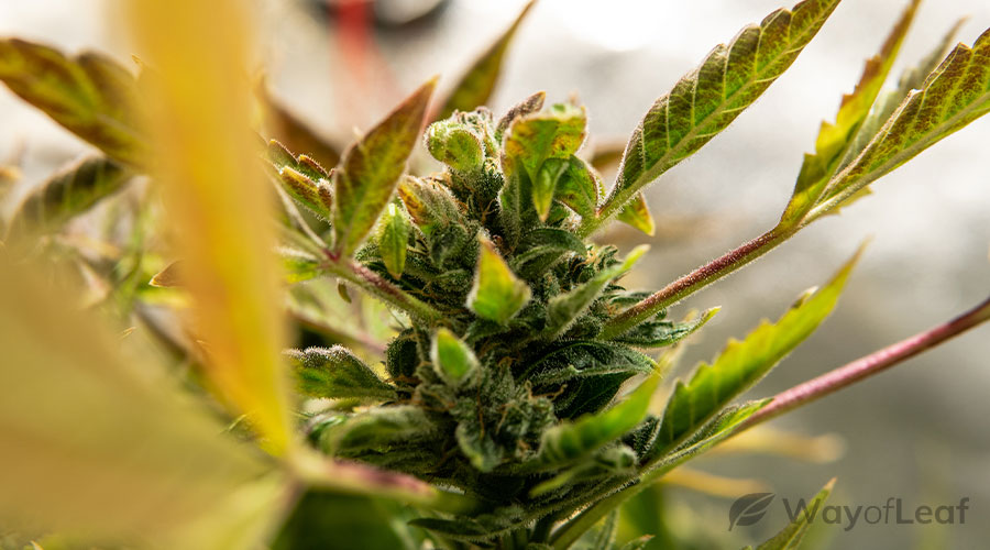 most-euphoric-strain