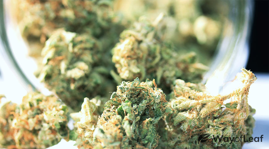 most-euphoric-weed-strain