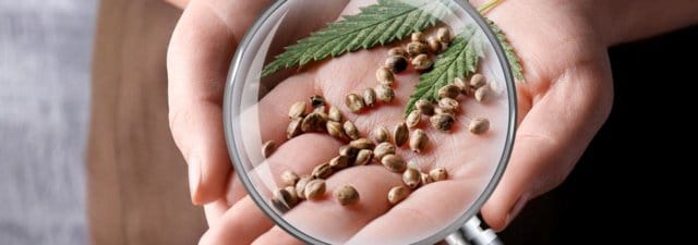 How to Spot Bad Cannabis Seeds [Comprehensive Guide]