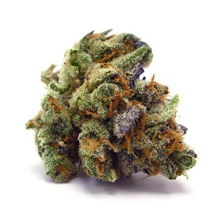 Xanadu Cannabis Strain [Review + Info]
