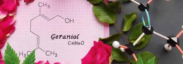 What Is Geraniol? [Cannabis Terpene Guide]