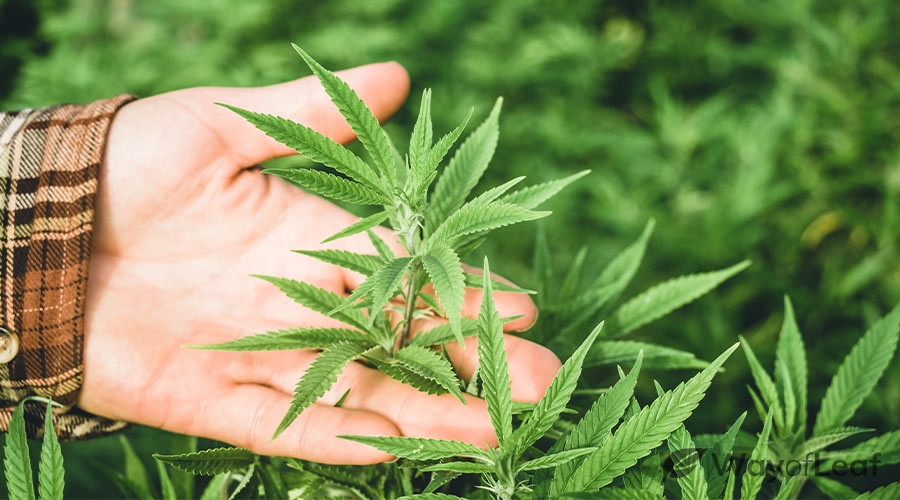 a-steep-decline-in-global-hemp-production