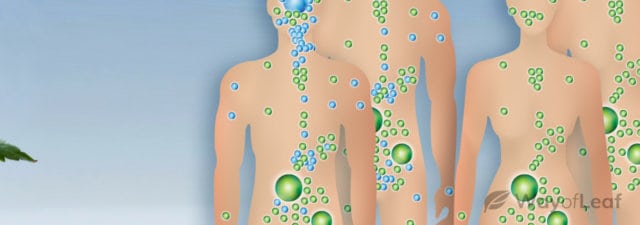 CB1 and CB2 Receptors: How Cannabis Affects Body and Mind
