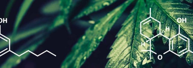 Delta 8 THC vs. Delta 9 THC: What’s the Difference?