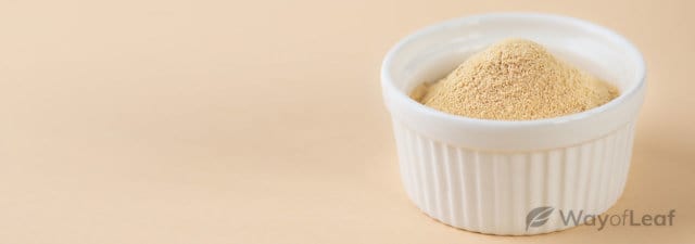 Why Everyone Is Talking About Lecithin in Cannabis Edibles