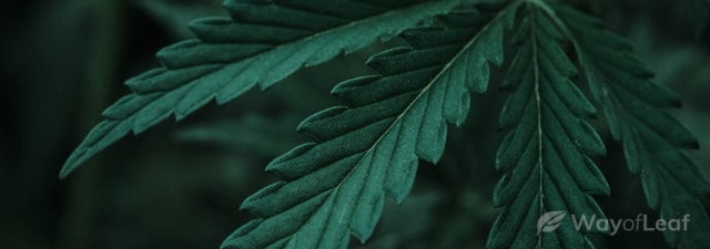 All About Delta 10 THC