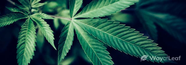 What Is HHC? Benefits, Safety & Legality