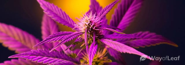 THC-O: Uses, Legality & Side Effects